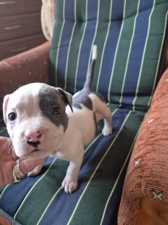 Staffordshire terrier kölykök eladók