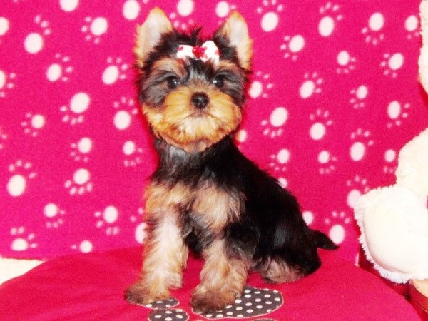 Yorkshire Terrier, Yorki