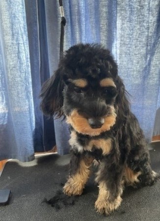 Cockapoo cocker es uszkar