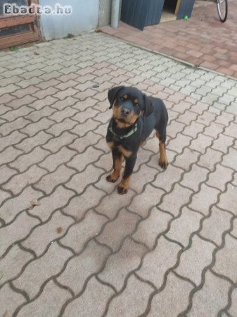 Rotweiler kan kutya