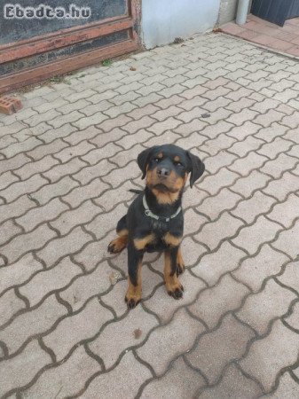 Rotweiler kan kutya
