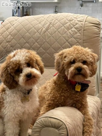 Miniature and toy size poodle puppies for sale