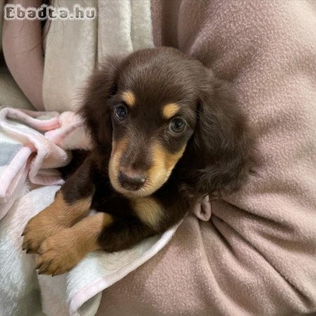 Dachshund lovers only adopt don\'t shop