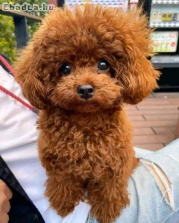 Poodles and toy Poodles for adoption