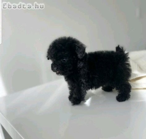 Poodles and toy Poodles for adoption