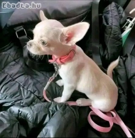 Chihuahua puppies for rehoming and sales