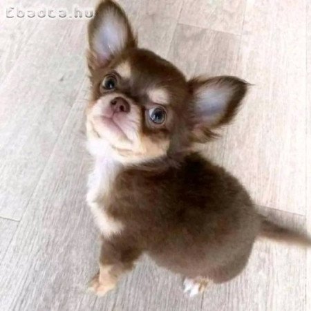 Chihuahua puppies for rehoming and sales