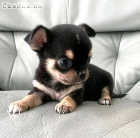 Chihuahua puppies for rehoming and sales