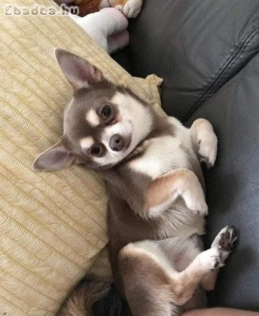 Chihuahua for sale