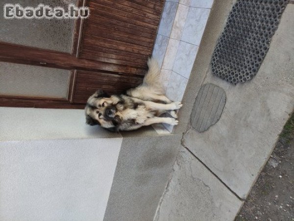 Kaukázusi farkasölő