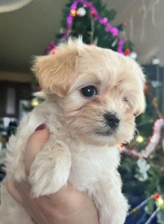 Bichon havanese törpe uszkàr kiskutyàk