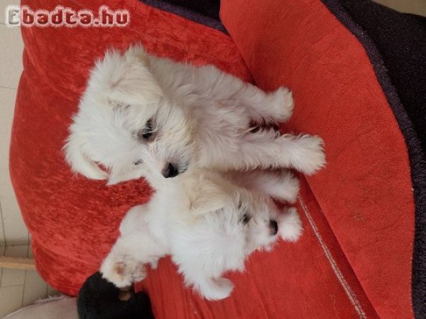 Maltese puppies for sale