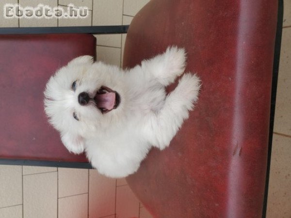 Maltese puppies for sale
