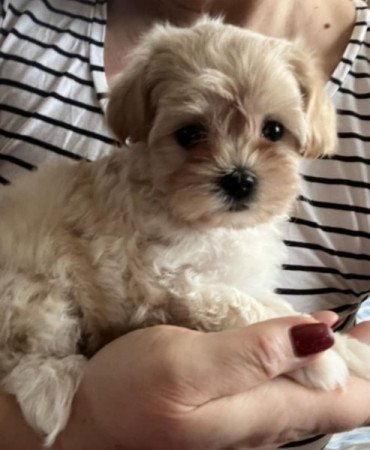 Bichon havanese törpe uszkàr kiskutyàk