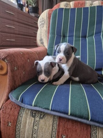 Staffordshire terrier