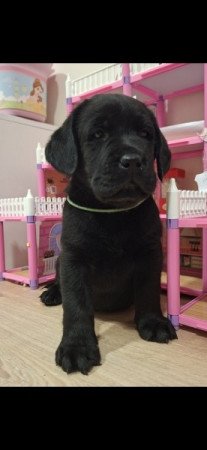 Labrador retriever
