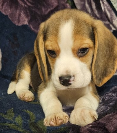 Beagle
