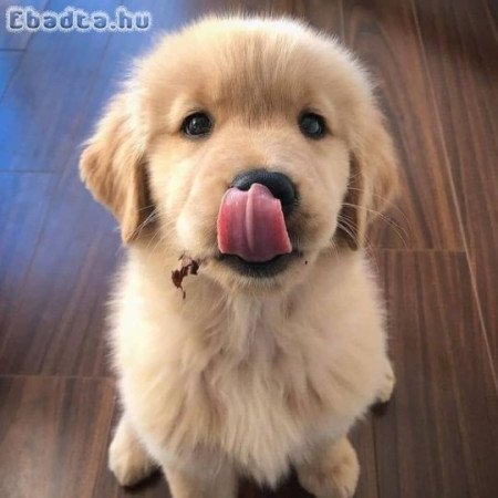 Golden Retriever puppies ready for adoption