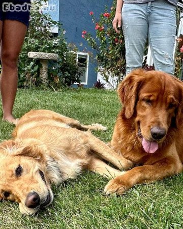 Golden Retriever puppies ready for adoption