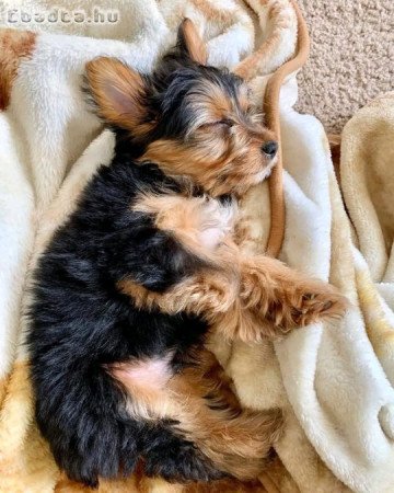 Yorkie puppies for adoption