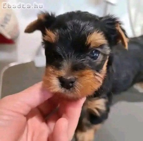 Yorkie puppies for adoption