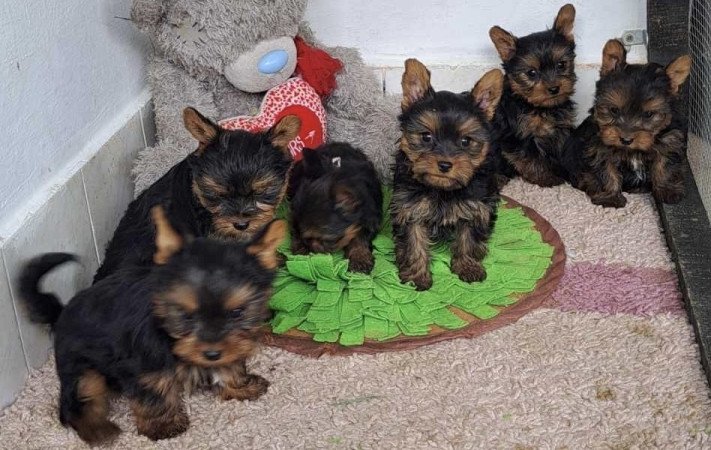 Yorkshire terrier