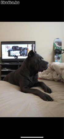 Registered Canes corsos for Sale experience family