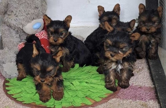 Yorkshire terrier