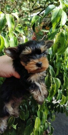 Yorkshire Terrier