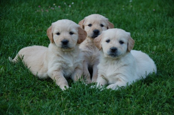 golden retriever