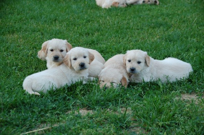 golden retriever