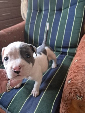 Staffordshire terrier