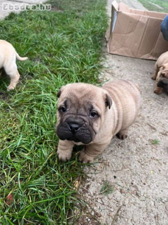 Shar Pei kiskutya eladó!