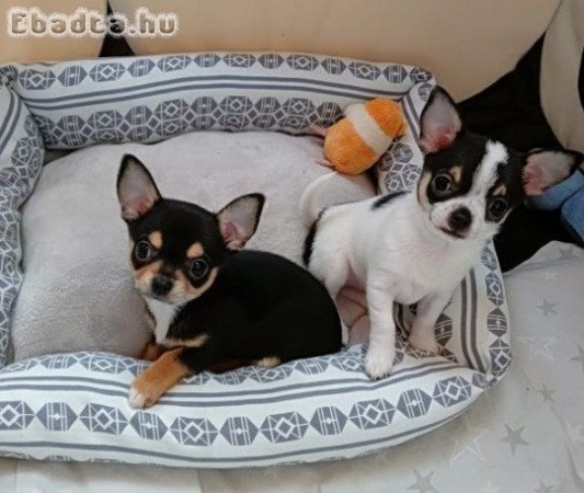 Chihuahua kölykök örökbefogadásra