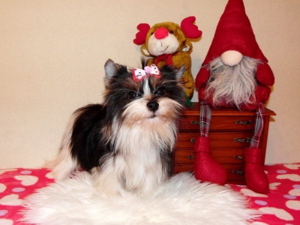 Biewer Yorkshire Terrier Yorki