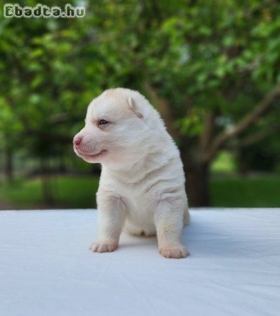 Törzskönyves Szibériai Husky kan kiskutya