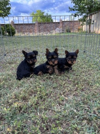 Yorkshire terrier