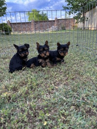 Yorkshire terrier