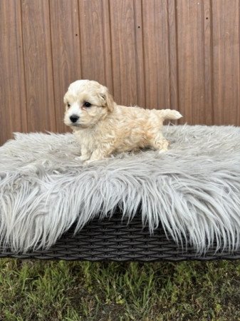 Maltipoo