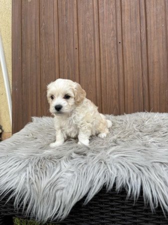 Maltipoo