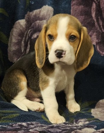 Beagle