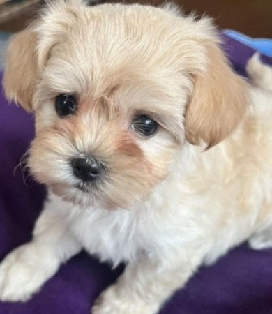 Bichon havanese törpe uszkàr kiskutyàk