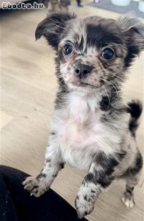 Chihuahua kölykök örökbefogadásra