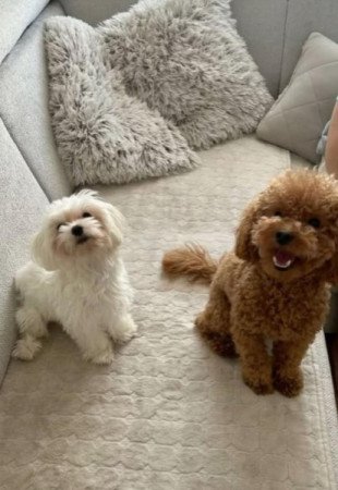 Bichon havanese törpe uszkàr kiskutyàk