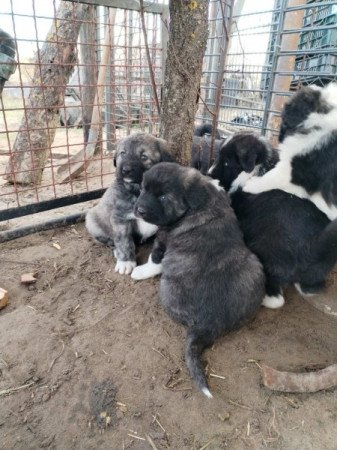 Kaukázusi juhászkutya