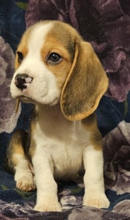 Beagle