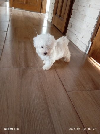 Bichon Havanese