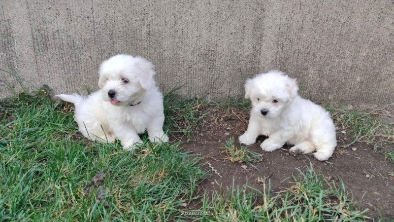 Havanese