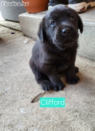 Fekete labrador fiú kiskutyák eladó