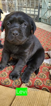 Fekete labrador fiú kiskutyák eladó